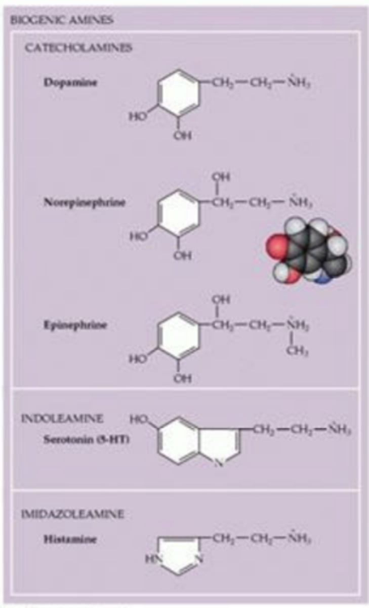 <p>Organic compound that has a benzene ring and a side-chain amine</p><p>- Includes catecholamines, indoleamines, and imidazoleamines</p>