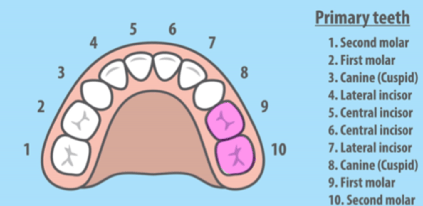 <p>Maxillary Left Primary Molars</p>