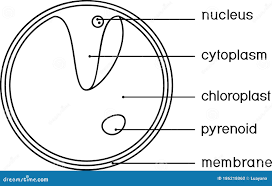 <p>What type of Protoctista is this?</p>