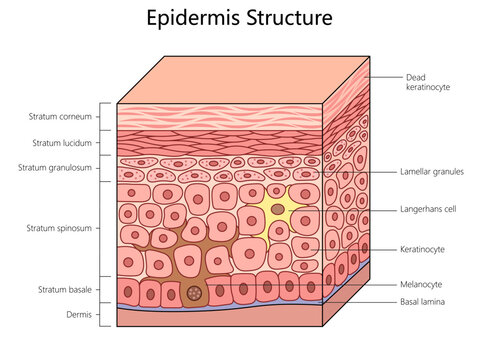 <p>Thin extracellular layer underneath epithelial cells.</p>