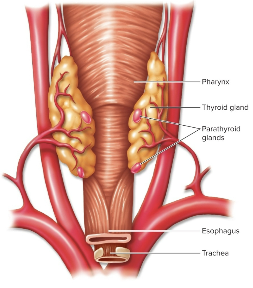 <ul><li><p>generally 4 glands embedded in the BACK of the thyroid gland</p></li></ul><p></p>