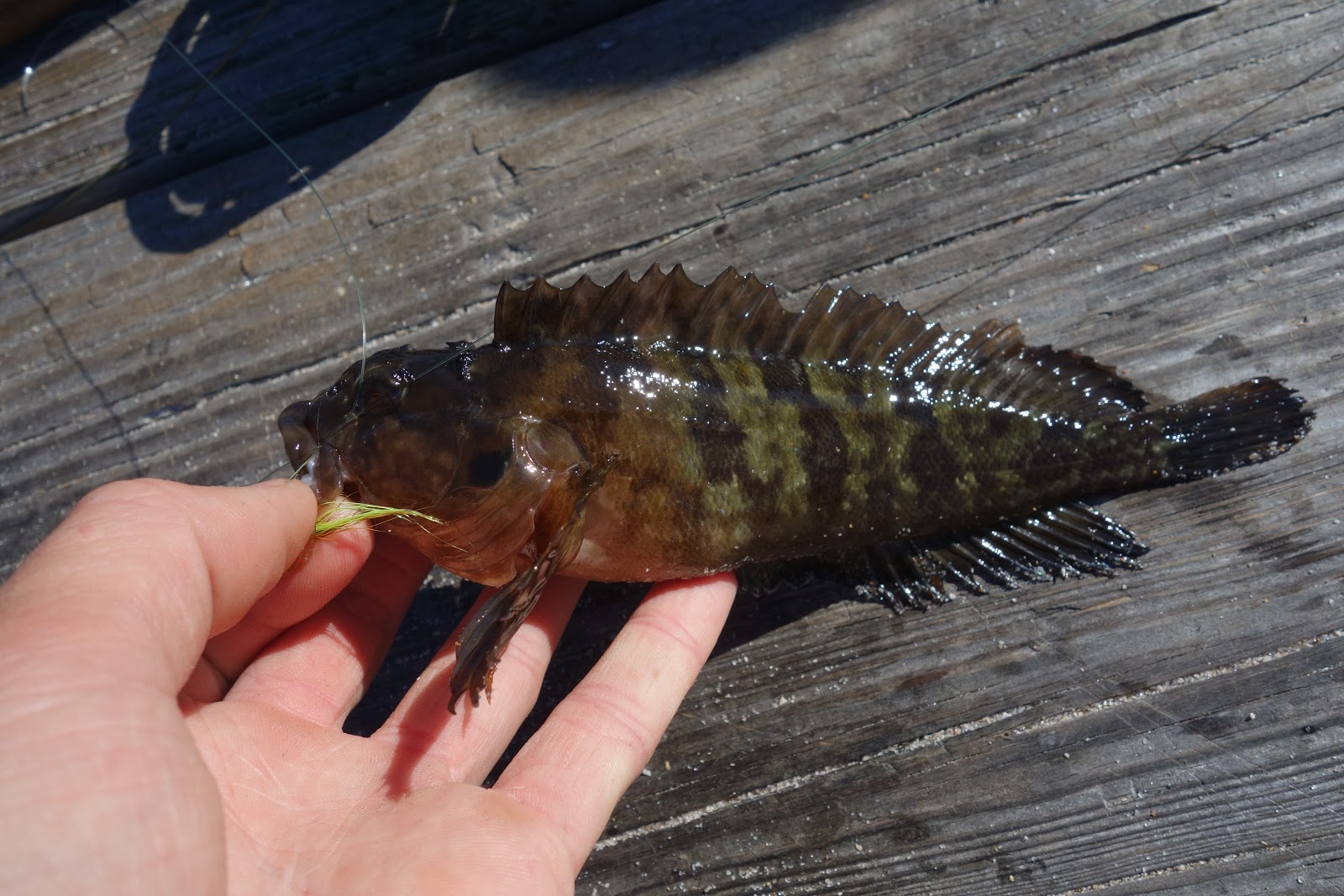 <p>tufts of cirri on the nostrils and over the eyes</p><p>bars extend into dorsal fins</p><p>pattern/color is highly variable but has splotches and stripes</p>
