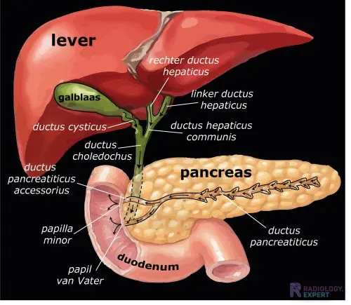 which quadrant houses the pancreas?