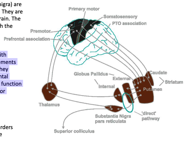<ul><li><p>basal ganglia makes a loop with thalamus and cortex to release appropriate movements from premotor and motor areas</p></li><li><p>release appropriate behaviors from prefrontal association areas. </p></li><li><p>select a particular movement or sequence of movements, or behaviors, while suppressing others, Ex) Tourette’s syndrome</p></li></ul><p></p>