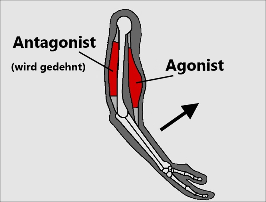 Wie Funktionieren die Muskeln (antagonist, agonist)?