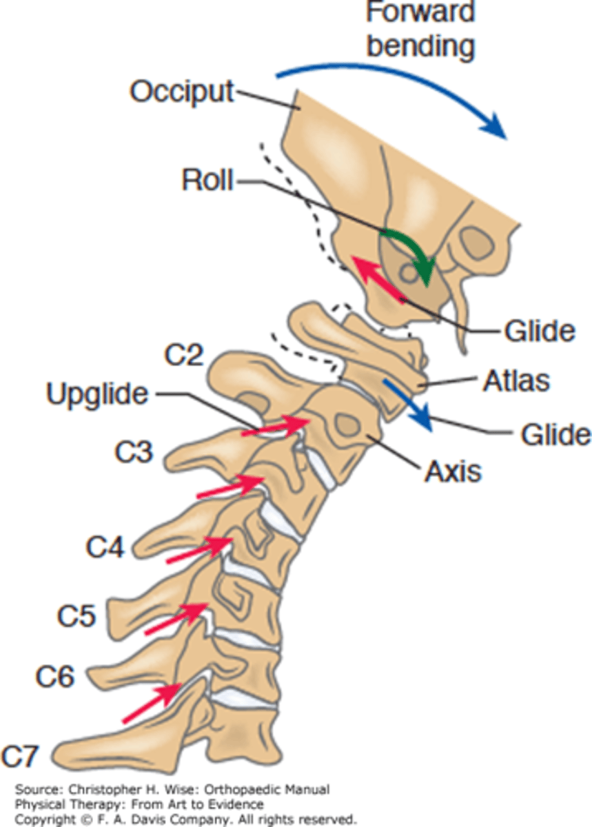 <p>Occipito-Atlantal Joint (OA): </p><p>2 x occipital condyles (convex)</p><p>+</p><p>2 x articular surfaces of atlas (CC) </p><p>NO DISK</p><p>Motion</p><p>- Flexion/Extension ~15°of each (nodding of head)</p><p>+ small amounts of </p><p>- Lateral Flexion &amp; Rotation </p><p>(Type I motion)</p>