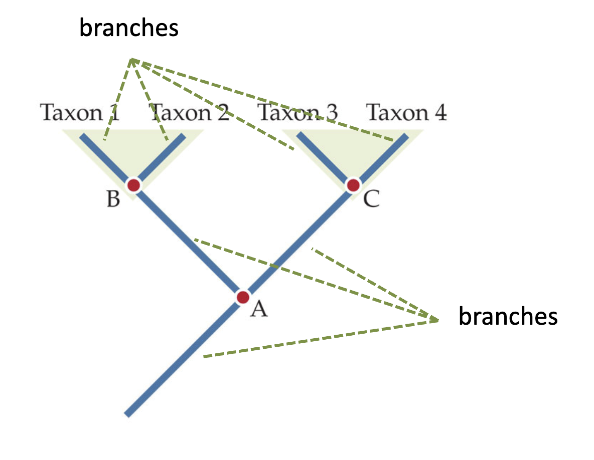 <p>Branches, or edges, correspond to a single ancestor <strong>OR </strong>descendant lineage.</p><ul><li><p>All branches are connected by nodes</p></li><li><p>There are 2 types of branches; internal and external</p></li></ul><p></p>
