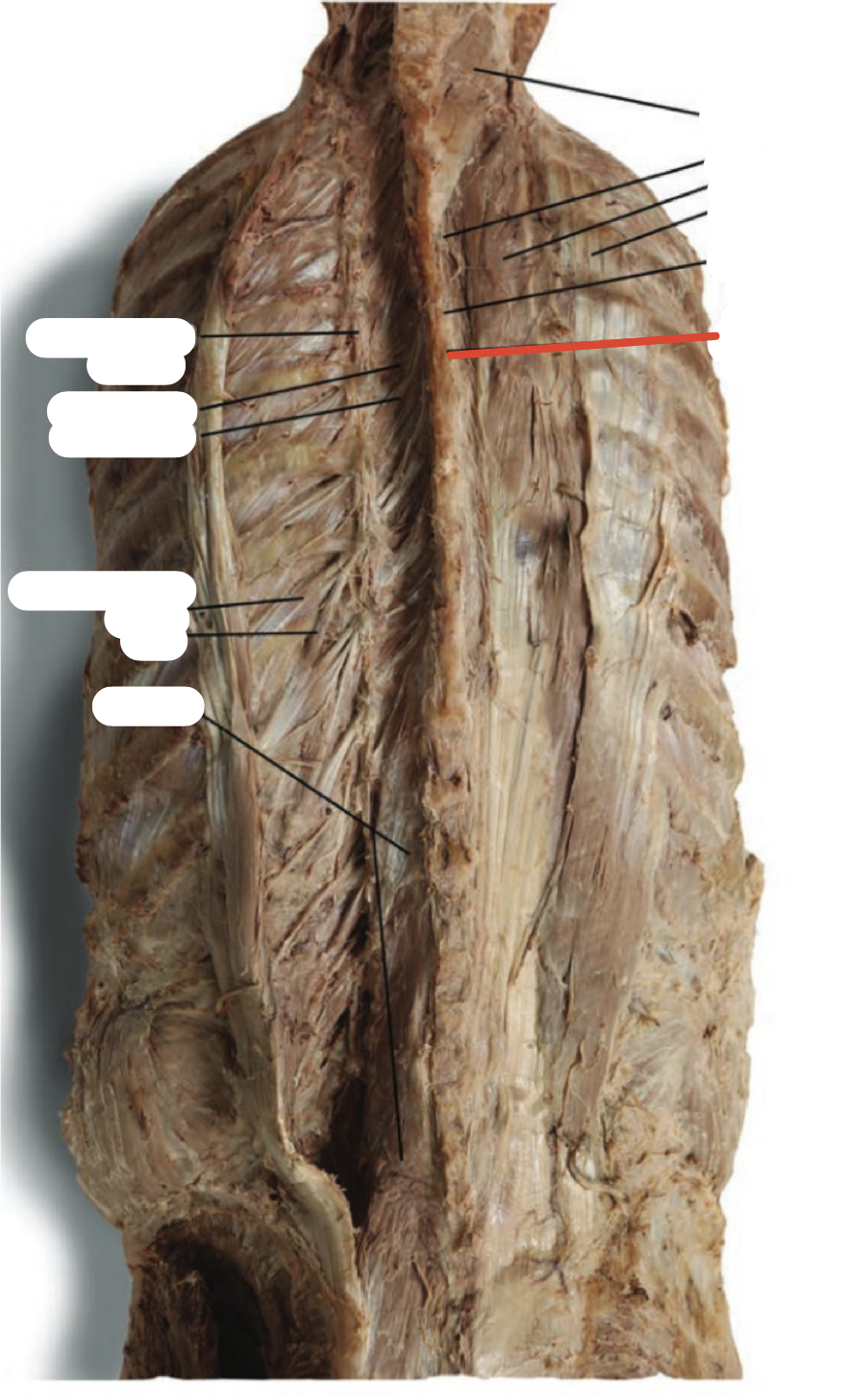 Identify the structure (red line)