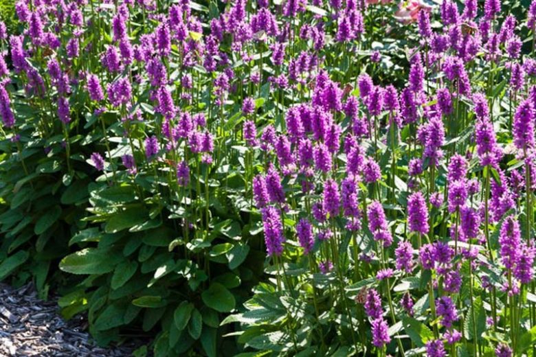 <p>A compact clump-former with upright spikes of bright violet-pink summer blooms.</p>