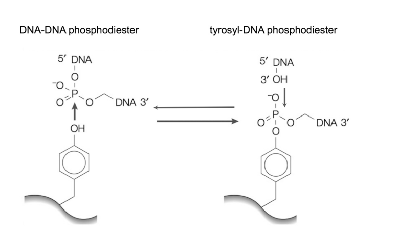 <ol><li><p>nicks one strand of a DNA duplex</p></li><li><p>attaches a DNA phosphate group to a tyrosine residue in its active centre </p></li><li><p>covalently forming a new ester bond</p></li><li><p>Allows roatation of the free end of the cut strand around the <strong>uncut</strong> single-strand</p></li><li><p>seals the nick </p><ul><li><p>breaks the ester bond of the DNA</p></li><li><p>with tyrosine</p></li><li><p>re-ligating the DNA without requiring ATP</p></li><li><p><em>these are trans-esterifications</em></p></li></ul></li></ol><p></p>