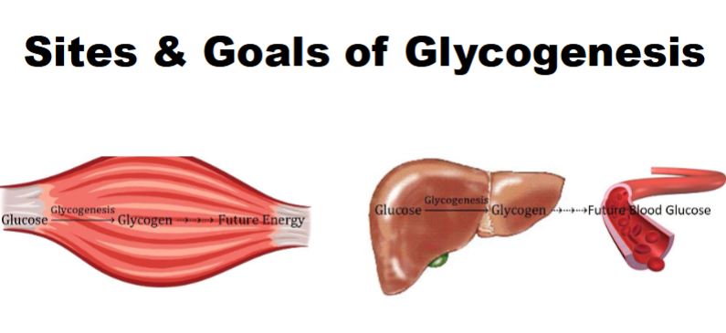 <ul><li><p><span style="color: rgb(0, 0, 0);">I. Synthesis of glycogen</span></p></li><li><p><span style="color: rgb(0, 0, 0);">A. Occurs through sequential, 1-at-a-time addition of glucose monomers to nonreducing ends of glycogen</span><span style="color: rgb(0, 0, 0);"><br></span></p></li><li><p><span style="color: rgb(0, 0, 0);">𝐆𝐥𝐮𝐜𝐨𝐬𝐞 + 𝐆𝐥𝐲𝐜𝐨𝐠𝐞𝐧(𝐧 𝐠𝐥𝐮𝐜𝐨𝐬𝐞 𝐮𝐧𝐢𝐭𝐬) —<u>𝐨𝐧𝐭𝐨 𝐍𝐨𝐧𝐫𝐞𝐝𝐮𝐜𝐢𝐧𝐠 𝐄𝐧𝐝𝐬—&gt;</u> 𝐆𝐥𝐲𝐜𝐨𝐠𝐞𝐧 <sub>(n + 𝟏 𝐠𝐥𝐮𝐜𝐨𝐬𝐞 𝐮𝐧𝐢𝐭𝐬)</sub></span><span style="color: rgb(0, 0, 0);"><br></span><span style="color: rgb(0, 0, 0);">B. Also involves formation of branches in</span><span style="color: rgb(0, 0, 0);"><br></span><span style="color: rgb(0, 0, 0);">glycogen molecule</span><span style="color: rgb(0, 0, 0);"><br></span></p></li></ul><p></p>