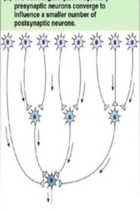 <p>neural circuit that integrates info</p>