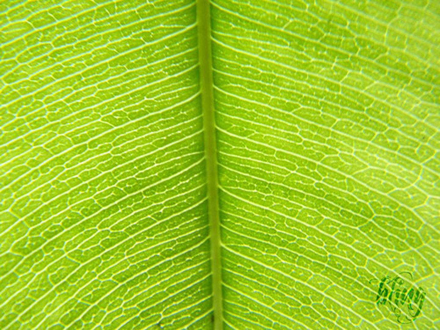 <p>The process in which solar energy is used by autotrophs to produce carbohydrates from carbon dioxide and water.</p>