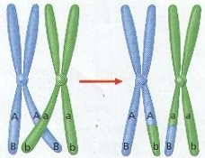 Homologous chromosomes exchange portions of their chromatids during meiosis