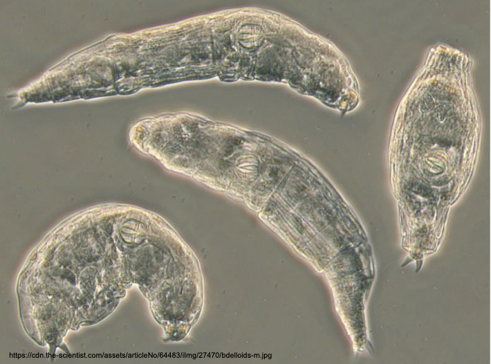 <p>Rotifers; Microscopic “wheel animals”; live in freshwater, marine and damp soil environments; multicellular but smaller than most protists; pseudocoelomates; reproduce via parthenogenesis</p>
