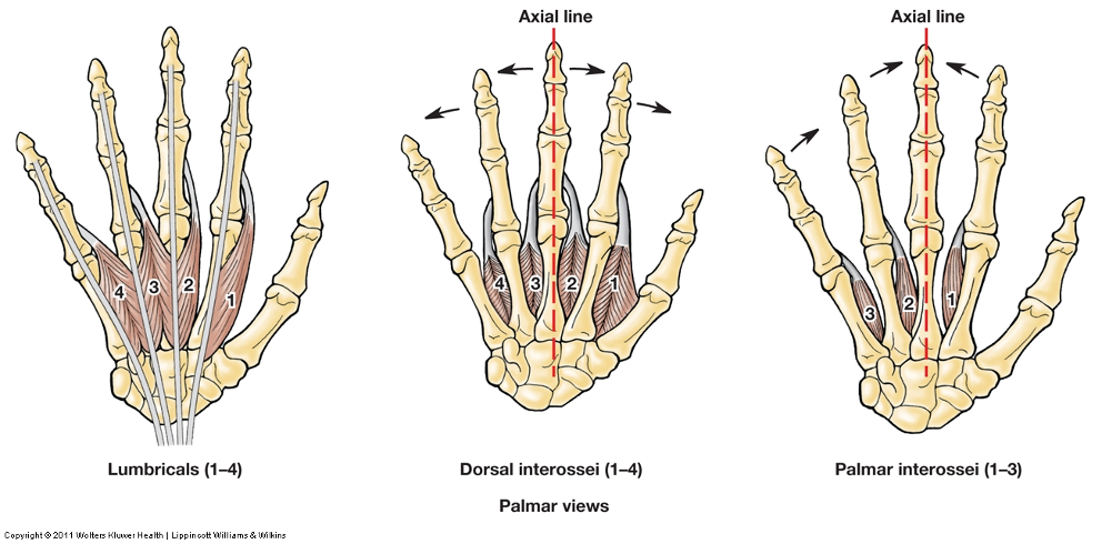 <p>lumbrical</p><p>dorsal interossei</p><p>palmar interossei</p>