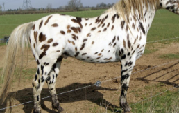 <p>Wha kind of appaloosa is this? </p>