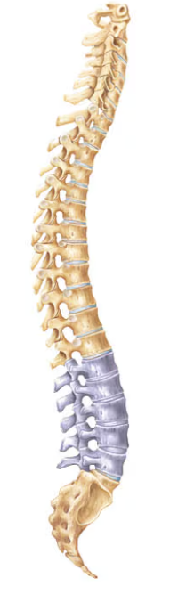 <p>Name this part of the vertebral column</p>