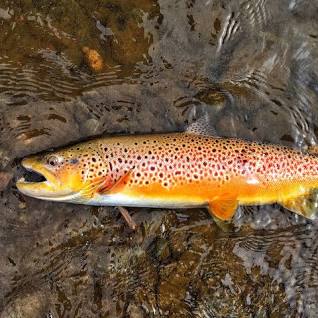<p>forel</p>