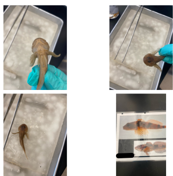 <p>Order Scorpaeniformes</p><p>Family Cottidae</p>