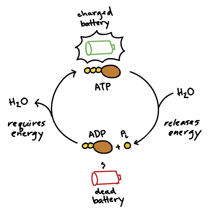 <p>In the ATP-ADP cycle, ATP is first converted into ADP and inorganic phosphate (P<sub>i</sub>). This is known as <mark data-color="blue" style="background-color: blue; color: inherit">ATP hydrolysis</mark>, where <span style="color: blue">ATP is <u>broken down</u> (ATP —&gt; ADP + P<sub>i</sub>)</span>. ATP hydrolysis <span style="color: blue"><u>releases</u> energy</span> (in the form of heat) to use as activation energy for metabolic reactions. This is an exothermic reaction (catabolic reaction), and the energy is used for many tasks in the cell (C1.2.2). </p><p>Next, is the <span style="color: #565f00"><u>regeneration</u> of ATP from ADP and P<sub>i</sub> </span>through <mark data-color="yellow" style="background-color: yellow; color: inherit">phosphorylation</mark> (a type of condensation reaction). This reaction <span style="color: #868c00"><u>requires</u> energy</span>. The energy needed for ATP regeneration comes from cellular respiration. </p>