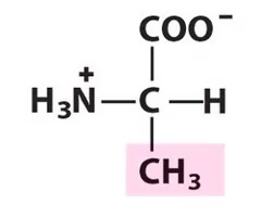 <p>Nonpolar, aliphatic R Groups</p>