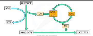 <p>pyruvate acts as a hydrogen acceptor and is converted to lactate…NAD is released </p>