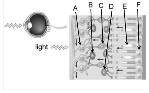 <ul><li><p>transmit signals from bipolar cells to the brain; these signals travel along the optic nerves, which are made of ganglion cell axons</p></li><li><p>horizontal cells and amacrine cells help integrate visual information before it is sent to the brain</p></li><li><p>interaction among different cells results in lateral inhibition, a greater contrast in image</p></li></ul><p></p>