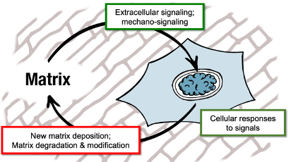 <ul><li><p>Extracellular or mechanic signal detected by cell </p></li><li><p>This triggers a cellular response</p></li><li><p>Cellular response includes: new matrix deposition, matrix degradation and modification </p></li></ul><p></p>
