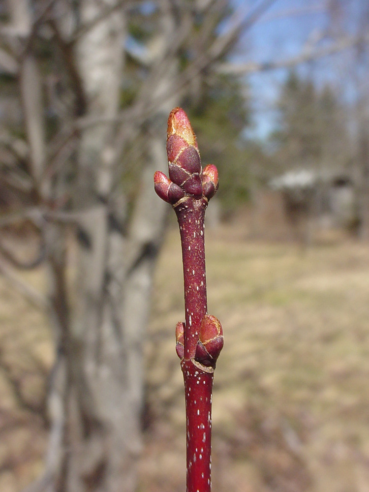 <p>Red maple (winter)</p>