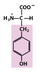<p>Which amino acid is this (from slides)?</p>