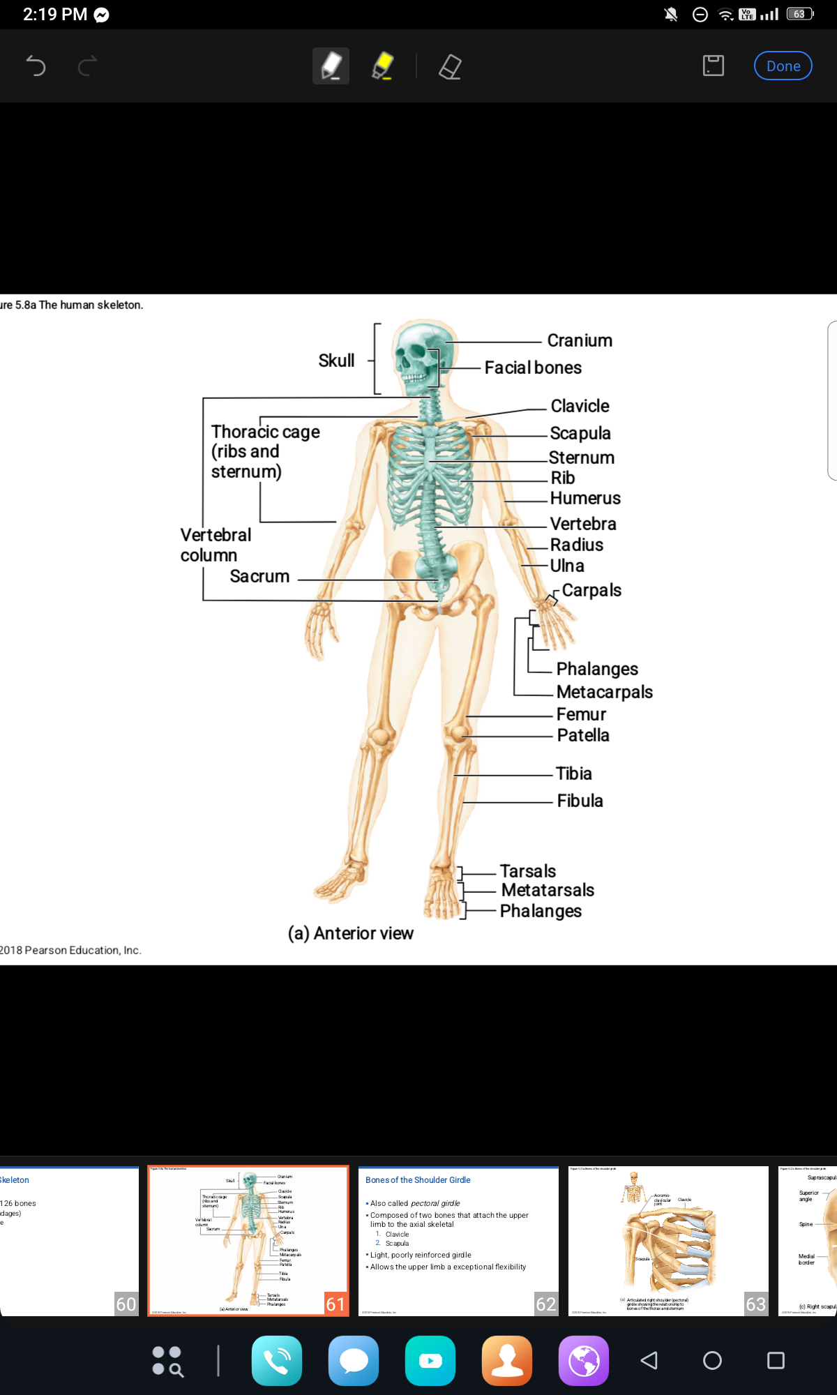 <p>Name the SKELETAL System </p>