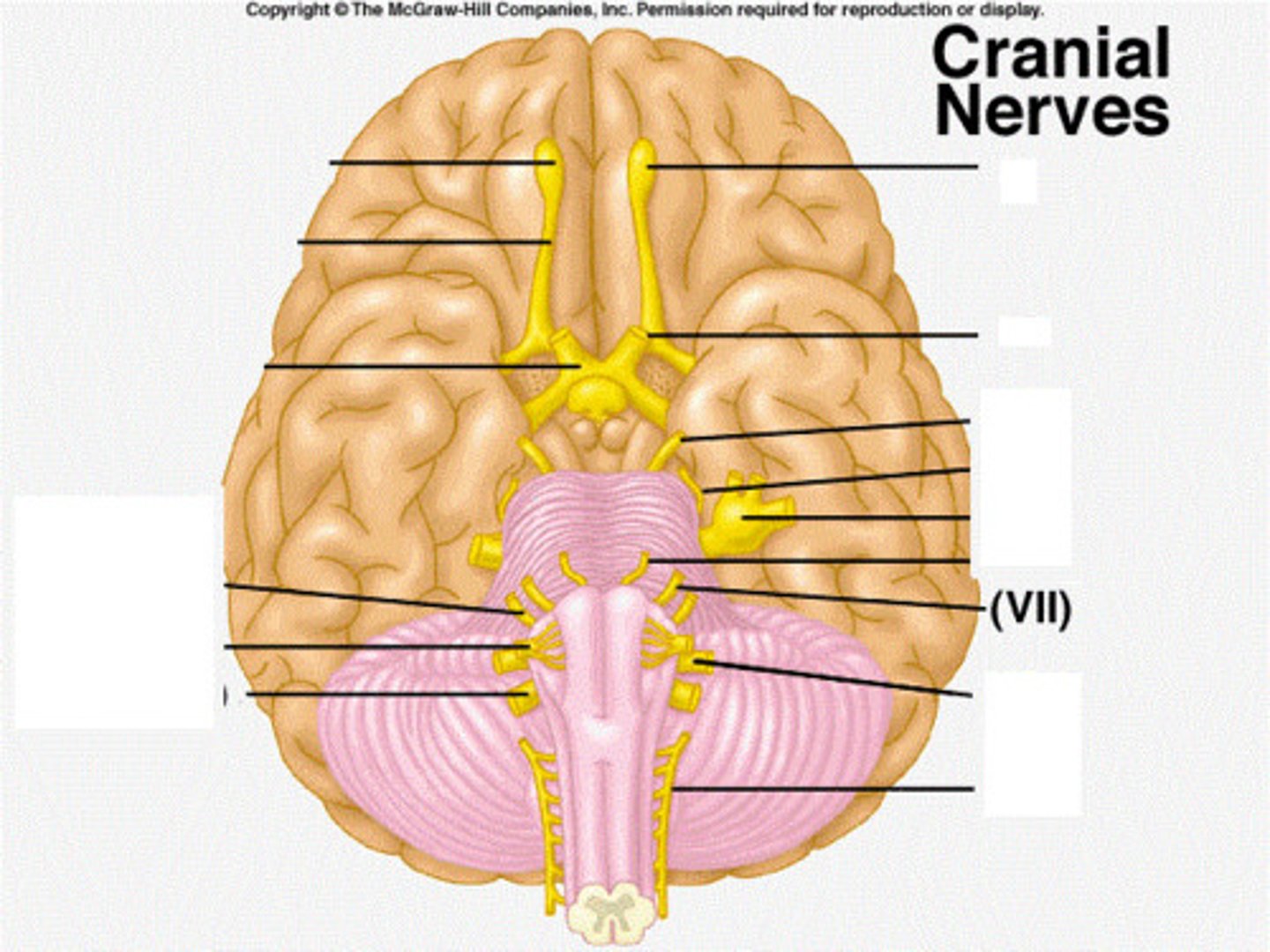 <p>-Facial Movement, taste, saliva, and tear secretion</p><p>(sensory for taste; efferent signals for tear and salivary glands, facial expression)</p><p>-Both Sensory and Motor</p>