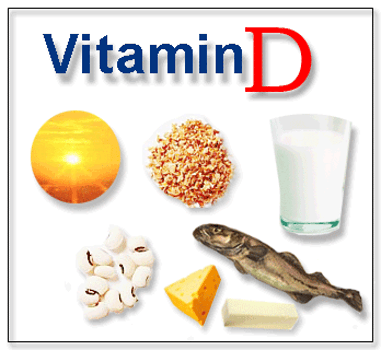 <p>Vitamin D functions</p>