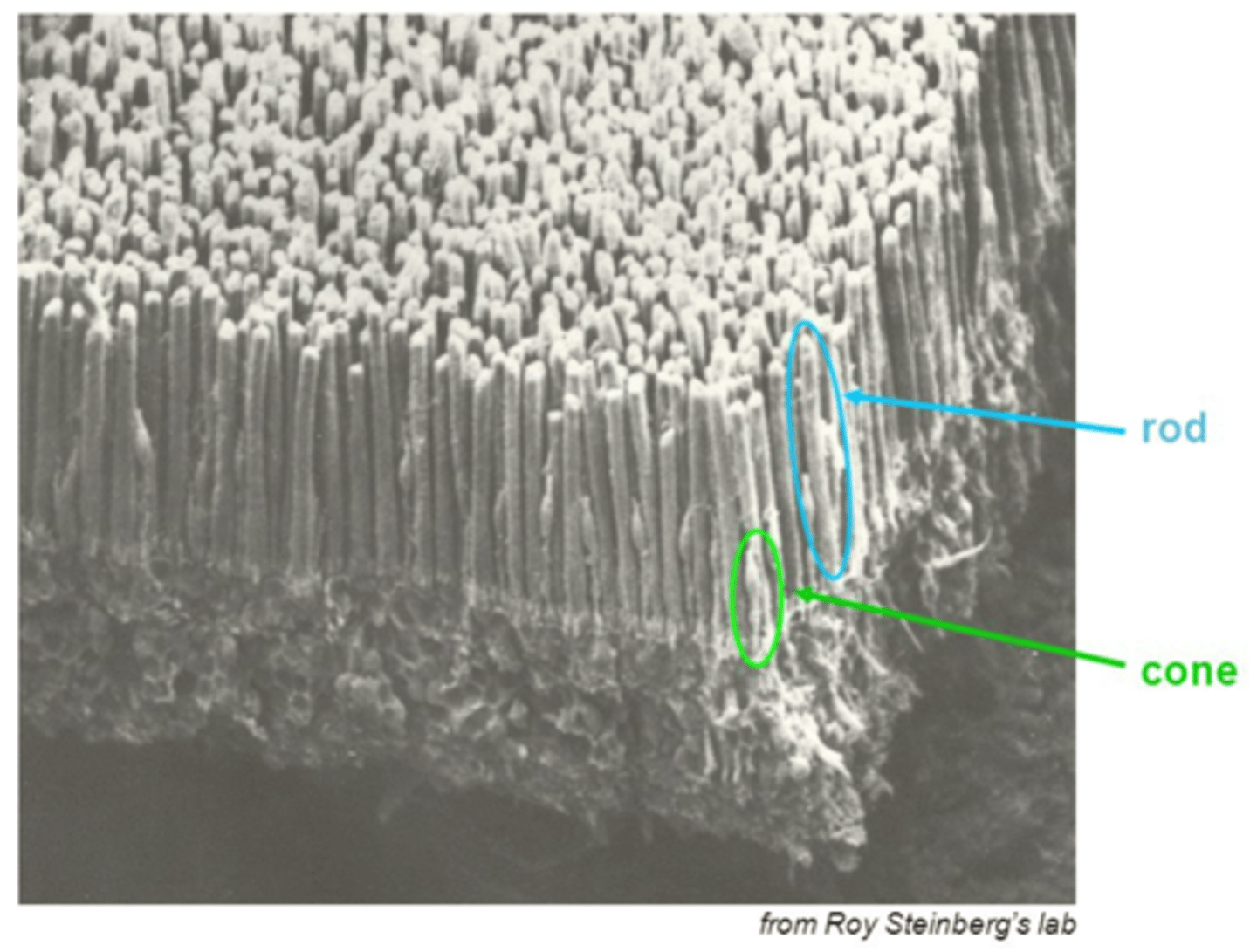 <p>This image shows photoreceptors from the toad retina using scanning electron microscopy</p>