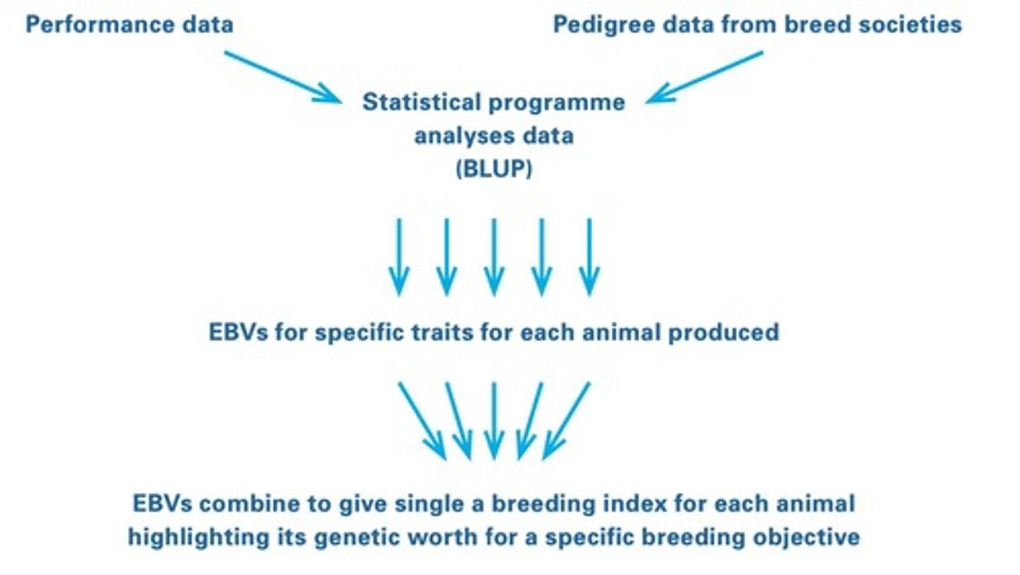 <p>A measurement of genetic potential used to assess breeding merit for a certain trait.</p>
