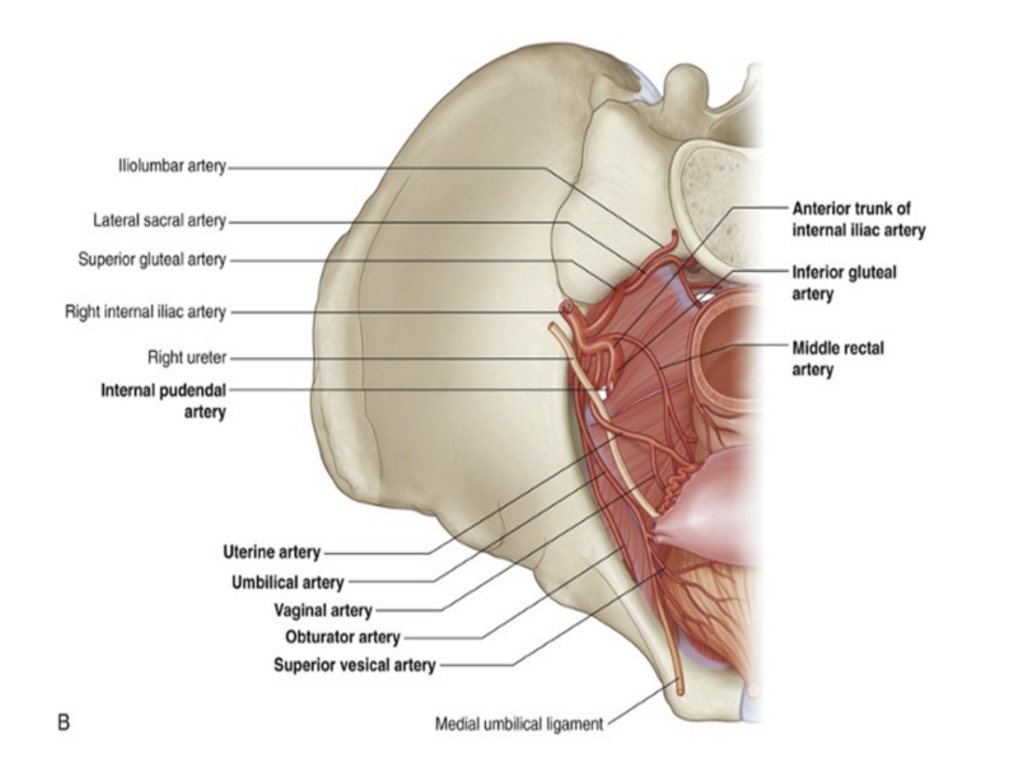 <p>Gives rise to numerous branches supplying the pelvic organs, perineum, and gluteal &amp;adductor regions of the lower limb —</p><ul><li><p>Obturator artery —</p><ul><li><p>Travels through obturator canal, accompanies by the obturator nerve &amp; vein, to supply the muscles of the thigh’s adductor regions</p></li></ul></li><li><p>Umbilical artery —</p><ul><li><p>Gives rise to the superior vesical artery, supplying the superior aspect of the urinary bladder</p></li><li><p>During pregnancy, transports deoxygenated blood from the fetus to the placenta</p></li></ul></li><li><p>Inferior vesical artery —</p><ul><li><p>Supplies lower aspect of bladder, and in males also supplies the prostate gland &amp; seminal vesicles</p></li></ul></li><li><p>Vaginal artery (female) — (from uterine)</p><ul><li><p>Descends to vagina, supplying additional branches to inferior bladder &amp; rectum</p></li></ul></li><li><p>Uterine artery (female) —</p><ul><li><p>Travels in the cardinal ligament to reach the cervix, where it ascends along the lateral aspect of the uterus</p></li><li><p>At origin of fallopian tubes, it anastomoses with the ovarian artery</p></li><li><p>During its course, it crosses the ureters superiorly</p></li></ul></li><li><p>Middle rectal artery —</p><ul><li><p>Travels medially to supply the distal part of the rectum, also forming anastomoses with the superior rectal artery (derived from the inferior mesenteric) and the inferior rectal (from internal pudendal)</p></li></ul></li><li><p>Internal pudendal artery —</p><ul><li><p>Moves inferiorly to exit pelvis via greater sciatic foramen, and then is accompanied by the pudendal nerve as it enters the perineum via the lesser sciatic foramen</p></li><li><p>Main artery responsible for blood supply to perineum</p></li></ul></li><li><p>Inferior gluteal artery —</p><ul><li><p>Terminal branch of anterior trunk, leaving pelvic cavity via greater sciatic foramen, emerging inferiorly to the piriformis muscle in the gluteal region</p></li><li><p>Contributes to blood supply of gluteal muscles &amp; hip joint</p></li></ul></li></ul>
