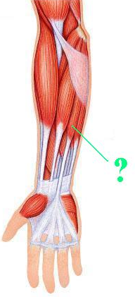 <p><span>Identify the indicated muscle.</span></p>