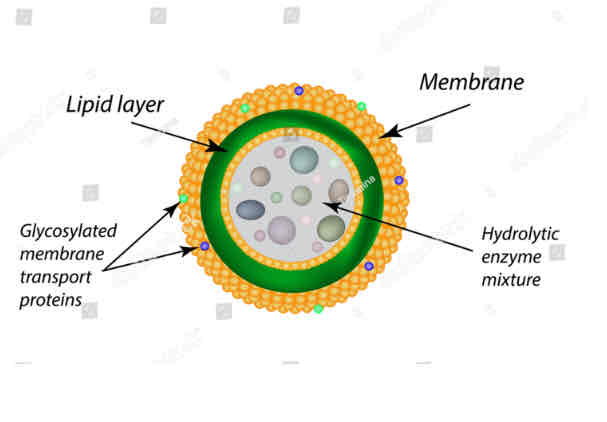 <p>Lysosomes</p>
