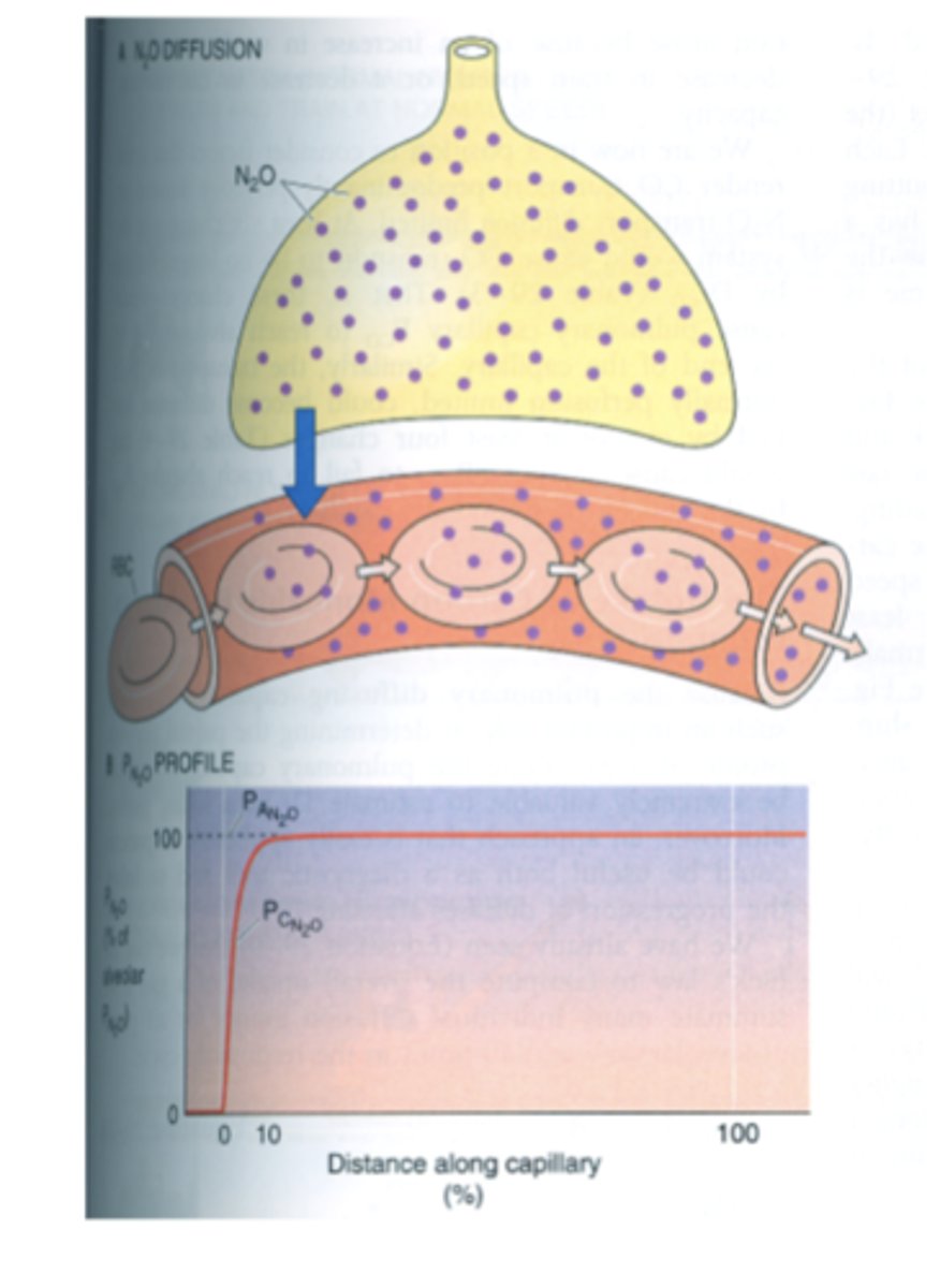 <p>True ==&gt; N2O uptake is diffusion limited (perfusion limited)--&gt; equilibrium is reached rapidly</p><p>*N2O doesn't combine w/ hemoglobin so amount of N2O taken up is dependent on the blood flow (b/c it'll be dissolved in straight blood) &amp; not on it's diffusion properties</p>