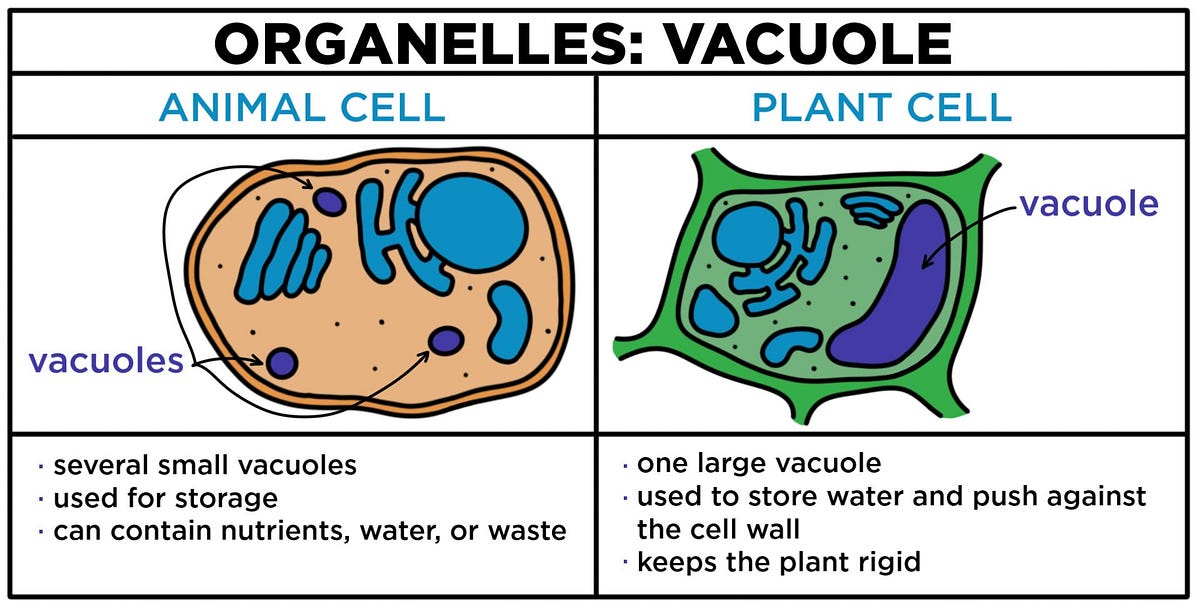 <ul><li><p>fluid-filled sacs that store water, food, wastes, salts, or pigments</p></li><li><p>multiple functions in plant cells (larger as well)</p></li></ul>