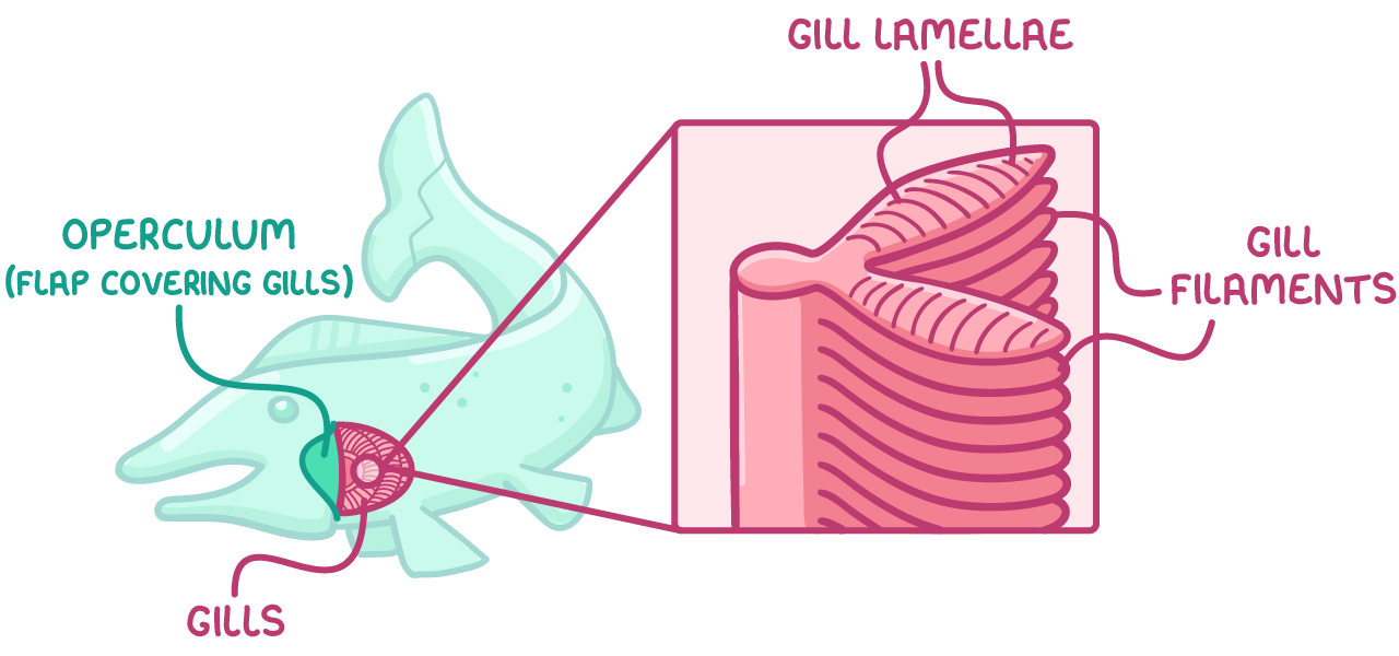 <p>operculum </p><p>gill filaments </p><p>gill lamellae </p><p></p>