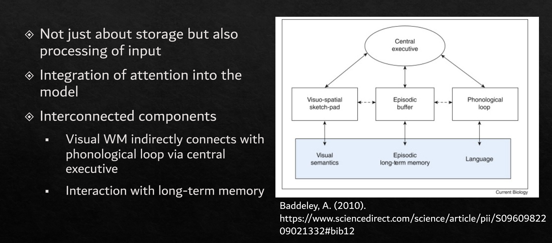 <p><span style="background-color: transparent;">Visio-spatial sketch-pad → visual semantics</span></p><p><span style="background-color: transparent;">Episodic buffer → episodic long-term memory</span></p><p><span style="background-color: transparent;">Phonological loop → language</span></p>