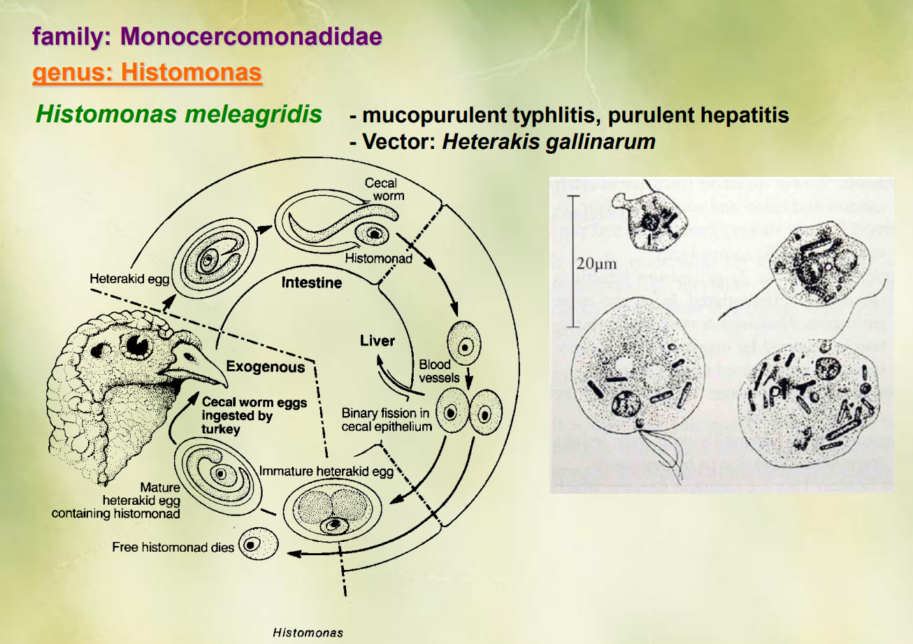 <p>Genus Histomonas of the family monocercomonadidae.</p><ul><li><p><strong>Histomonas meleagridis</strong></p></li></ul><ol><li><p><strong>cycle begins with heterakid eggs containing histomonas, </strong>which are ingested by turkeys. </p></li><li><p>Inside the <strong>turkey`s intestine, the eggs hatch, releasing immature heterakid worms (cecal worms)</strong></p></li><li><p>the histomonas enter the cecal epithelium, <strong>multiplying by binary fission</strong></p></li><li><p>as they multiply, the<strong> invade blood vessels </strong>→ spreads</p></li><li><p>histomonads continue to grow, eventually leading to death of free histomonads. </p></li><li><p><strong>mature heterakid eggs containing the histomonas can now be released in the turkey`s feces. </strong></p></li><li><p>These<strong> cecal worm eggs can then be ingested by another turkey</strong> → continuation of cycle.</p></li></ol><p></p>