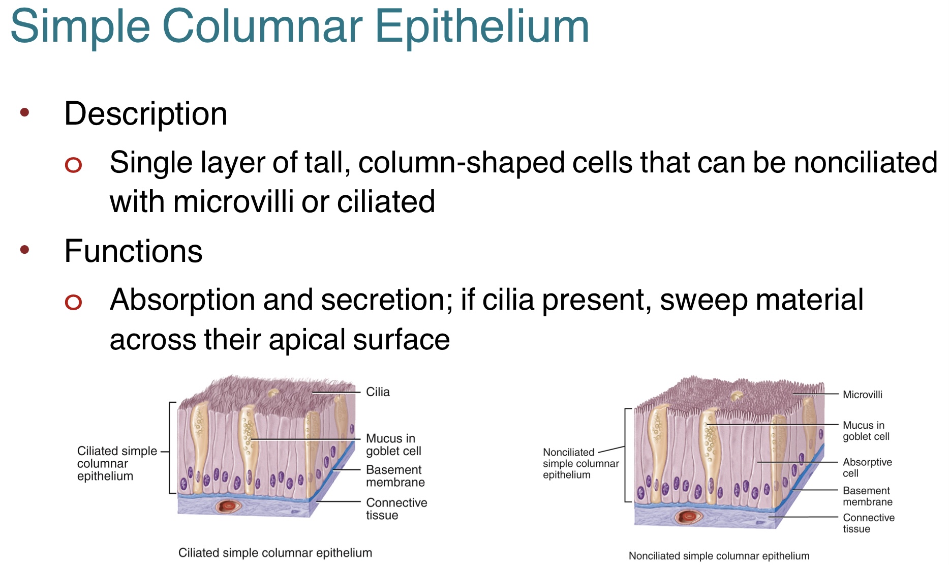 <p>The <strong>simple columnar epithelium</strong> is a single layer of tall, column-shaped cells that can either be lined with cilia or microvilli<br>-involved in absorption and secretion<br>-if cilia is present, sweep material across their apical surface<br>-can be found in the jejunum lining of the small intestine or uterine tube </p>
