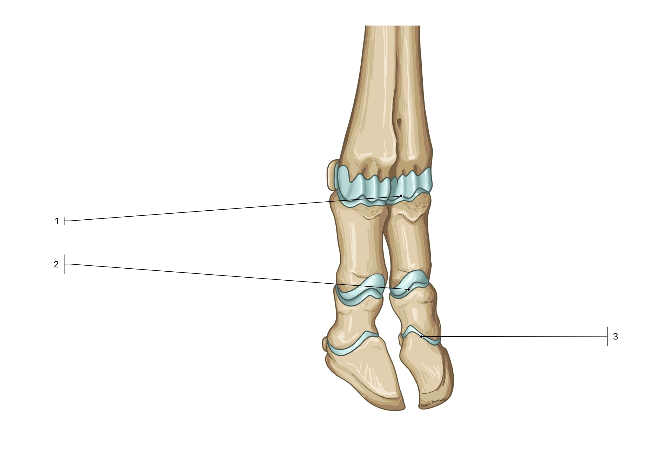 <p>This is the hind leg of a cow. What is the scientific name for #1?</p>