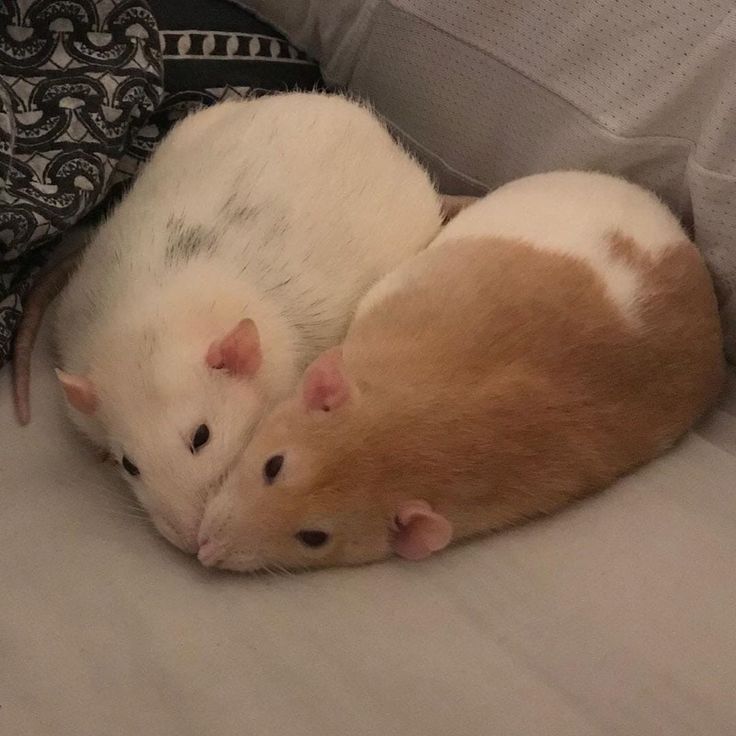 <p>Mice &amp; Rats</p>