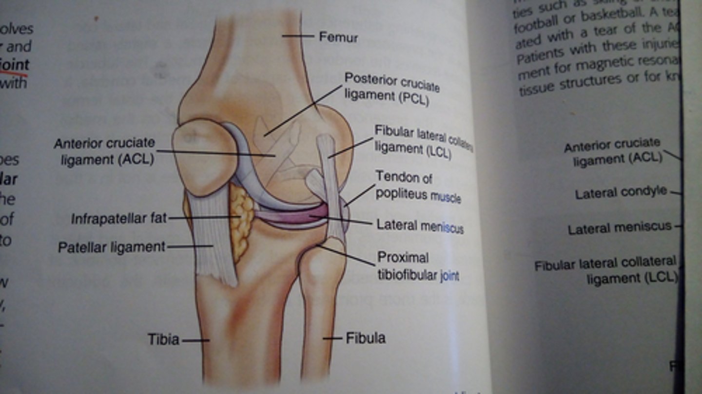 <p>Fibular (lateral) collateral</p><p>tibial (medial) collateral</p><p>anterior cruciate</p><p>posterior cruciate</p>