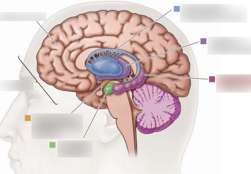 <p><span style="color: #NaNNaNNaN">Responsible for important emotions such as: </span><span style="font-family: sans-serif; color: #NaNNaNNaN">pleasure, mating, feeding, emotions, memory, learning, motivation, fight or flight</span></p>