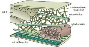 <p>Bevatten plantencellen intermediaire filamenten? </p>
